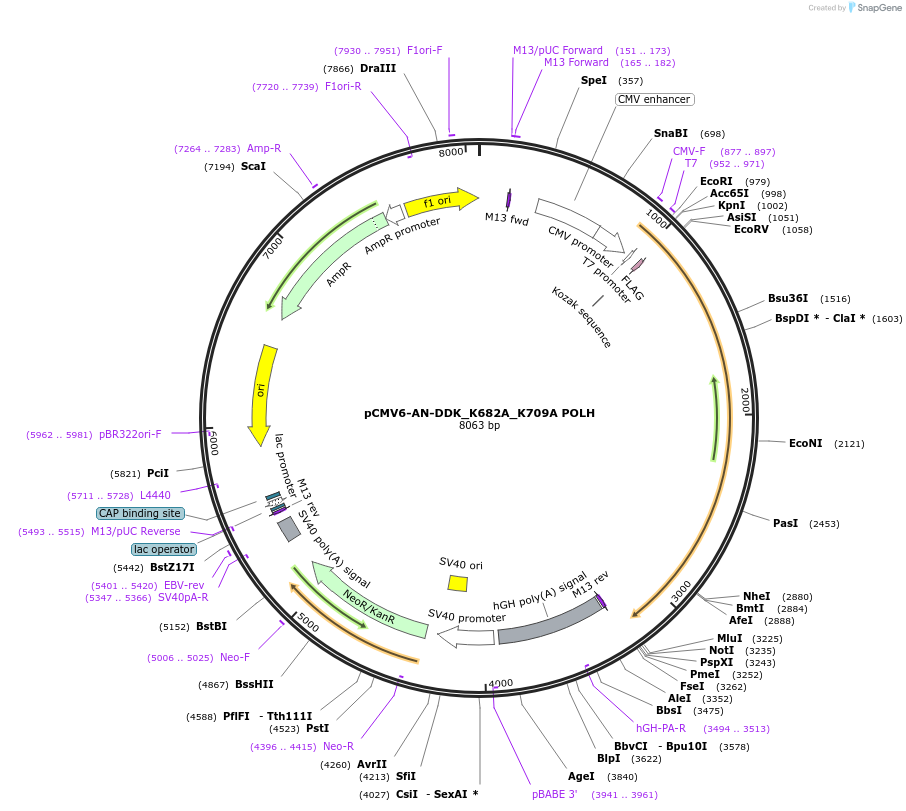 221864-plasmid-map-sequence-id-437623