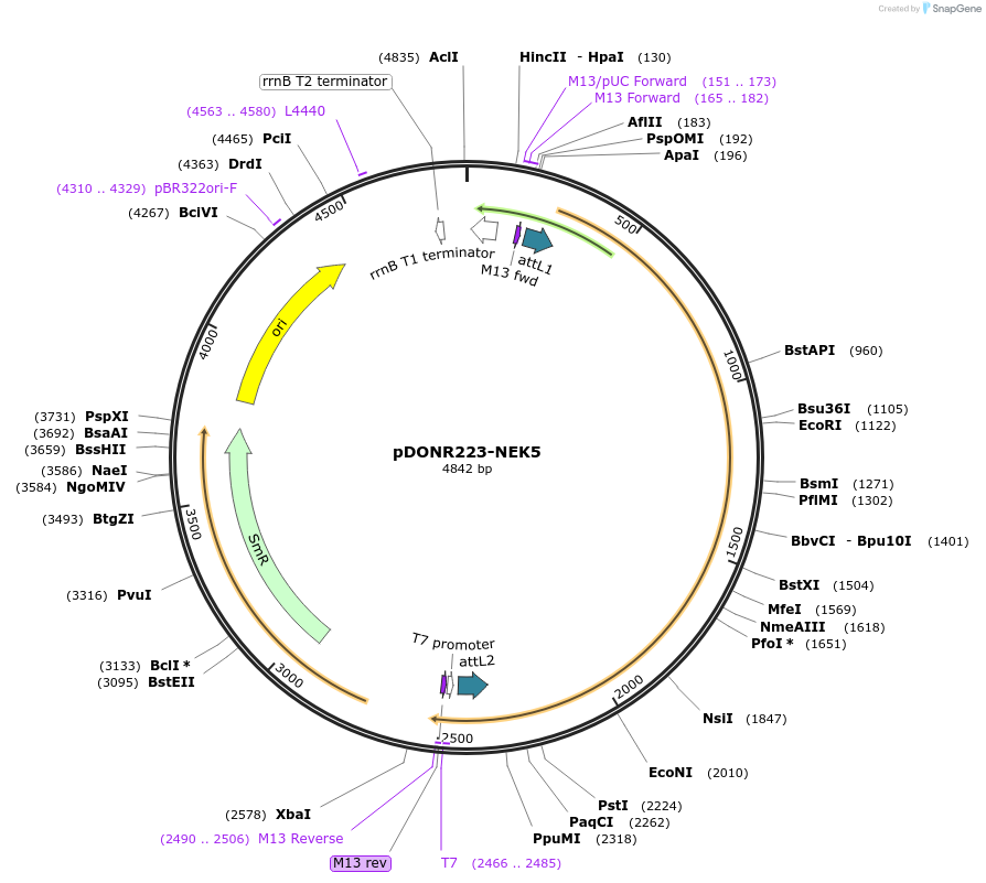 23434-plasmid-map-sequence-id-437686