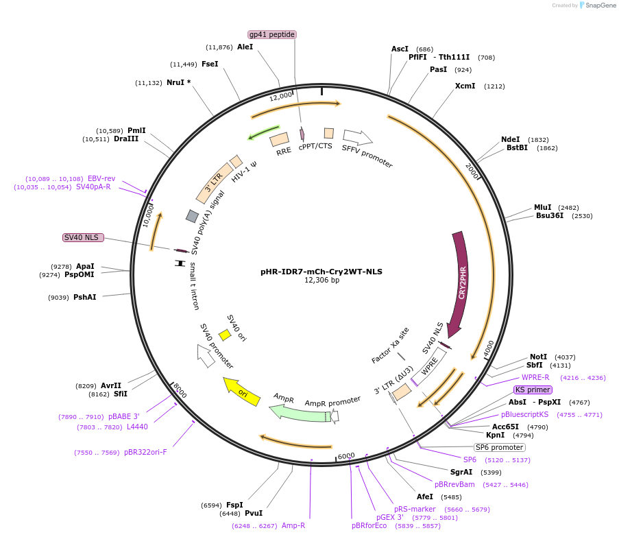 221922-plasmid-map-sequence-id-437705