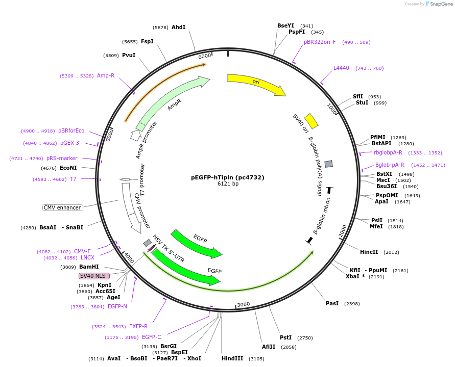 216862-plasmid-map-sequence-id-437706