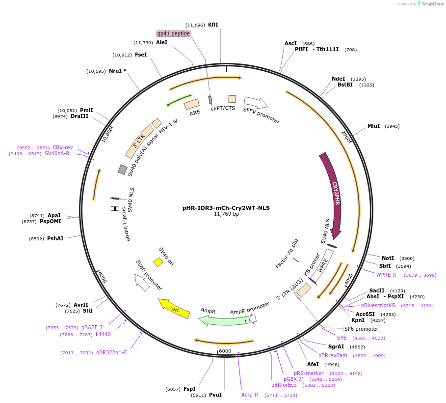 221919-plasmid-map-sequence-id-437708