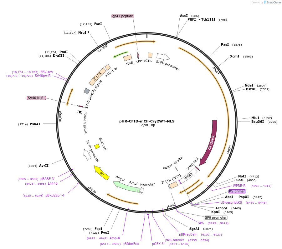 221923-plasmid-map-sequence-id-437710
