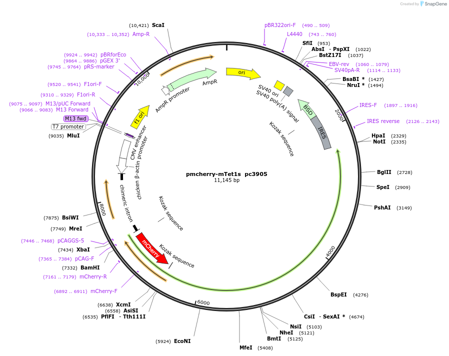 201703-plasmid-map-sequence-id-437711