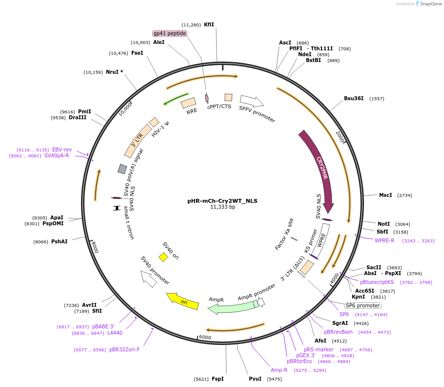 221925-plasmid-map-sequence-id-437713