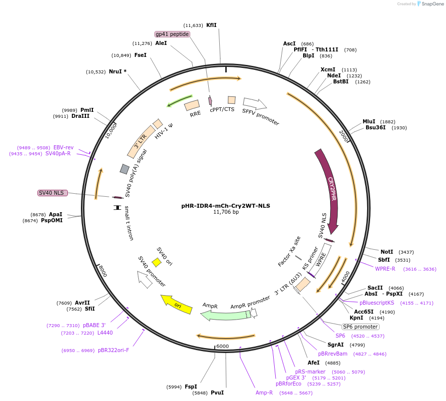 221920-plasmid-map-sequence-id-437714