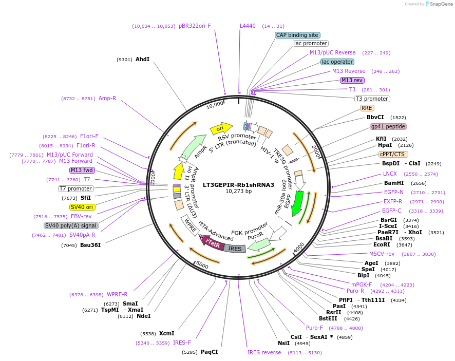 220586-plasmid-map-sequence-id-437715