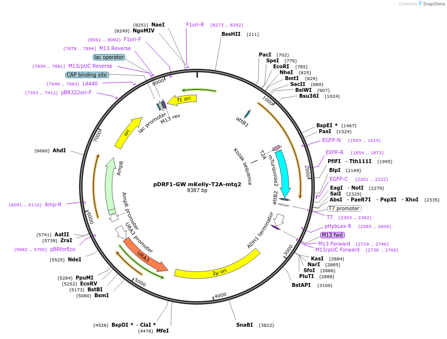 205506-plasmid-map-sequence-id-437725