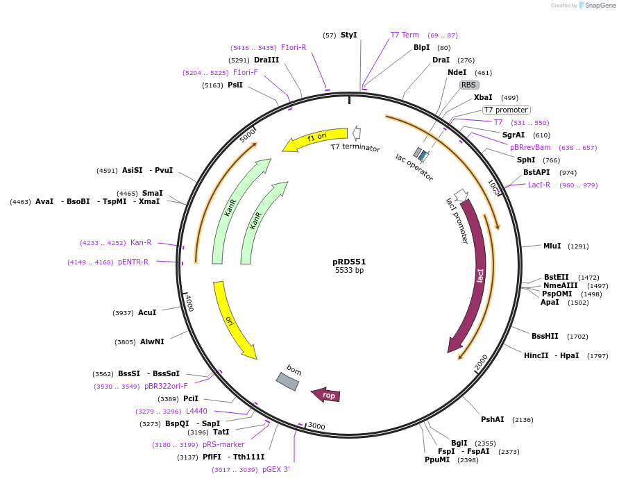 220789-plasmid-map-sequence-id-437737