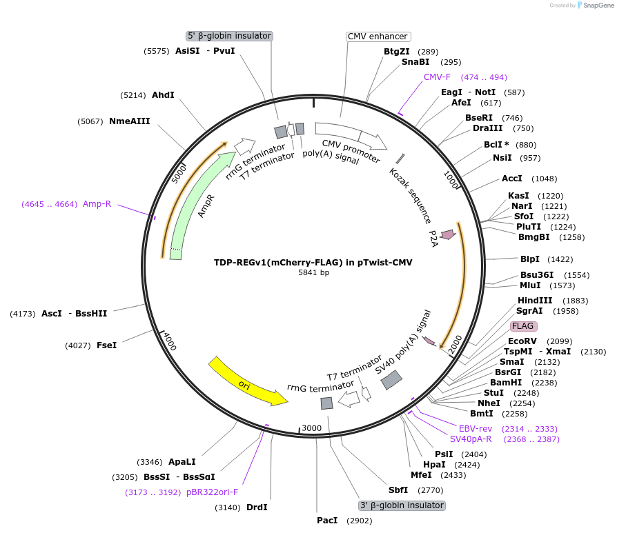 216165-plasmid-map-sequence-id-437747