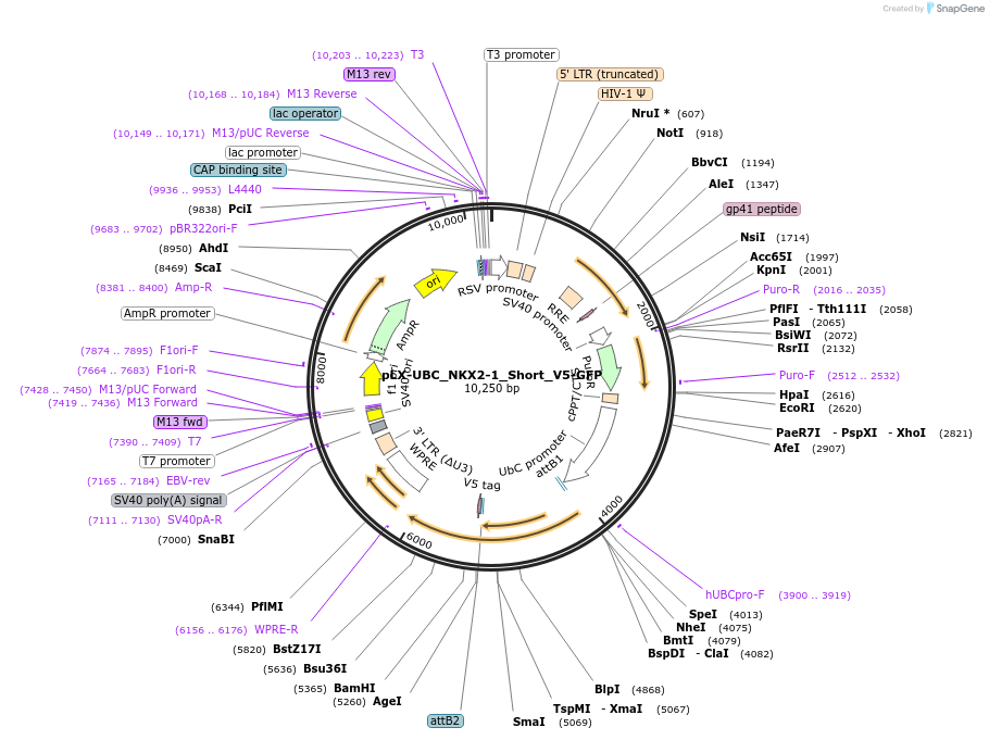 221499-plasmid-map-sequence-id-437753