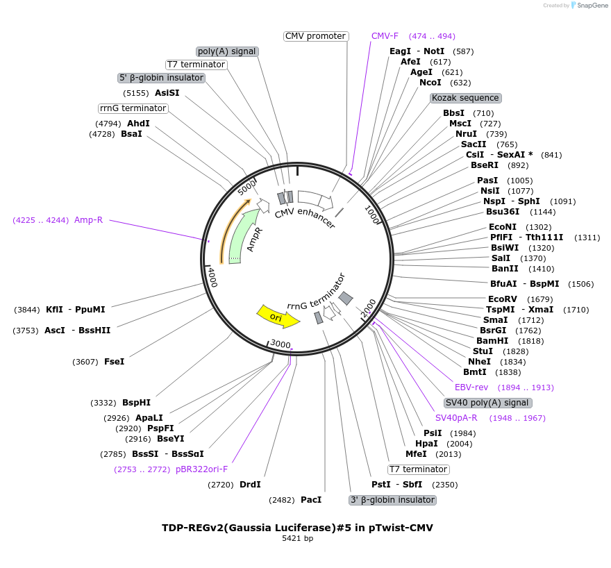 216164-plasmid-map-sequence-id-437759