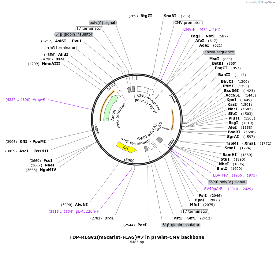 216152-plasmid-map-sequence-id-437762