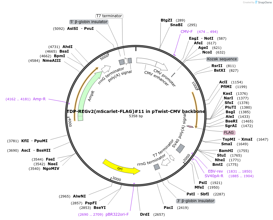 216155-plasmid-map-sequence-id-437763