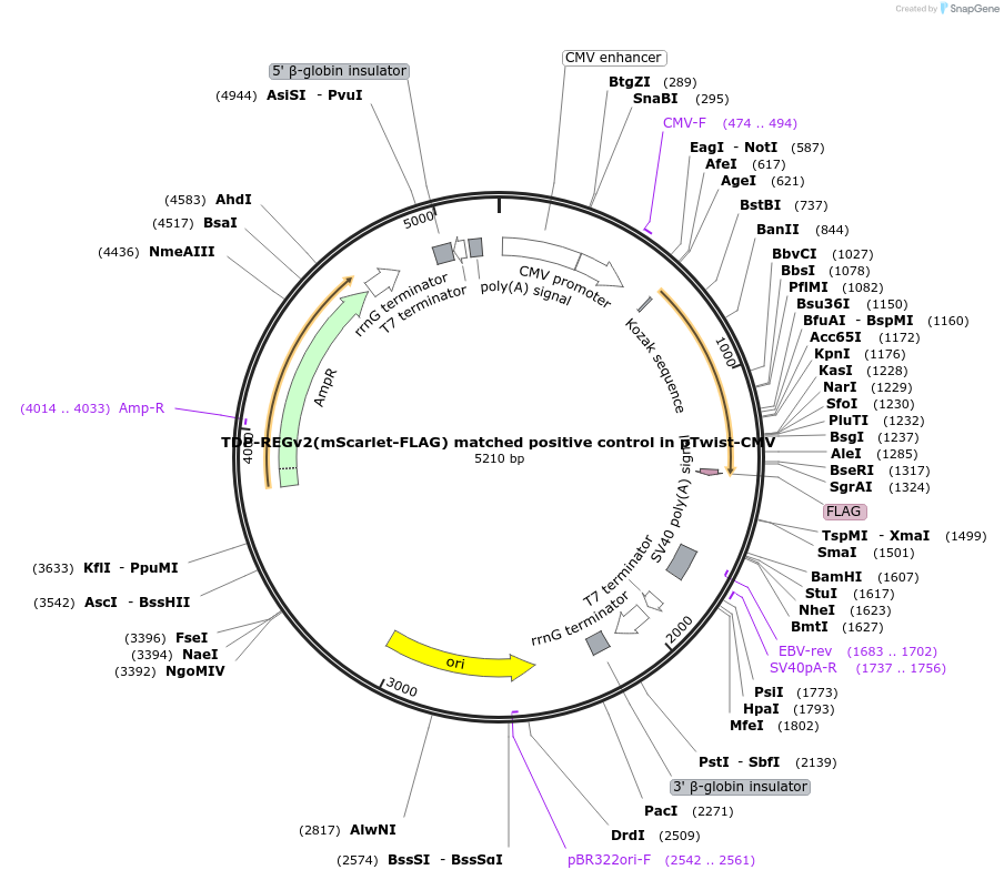 216156-plasmid-map-sequence-id-437768
