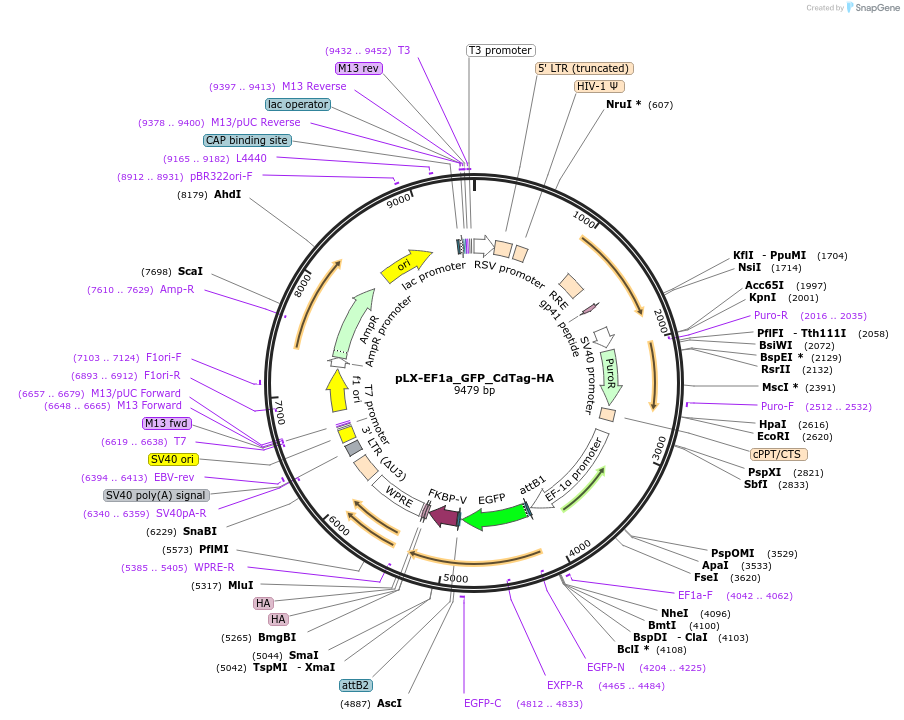 221492-plasmid-map-sequence-id-437769