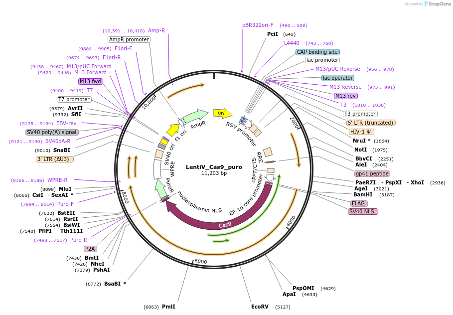 108100-plasmid-map-sequence-id-437770