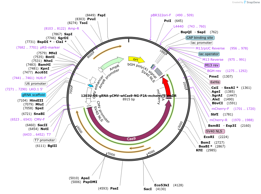 221448-plasmid-map-sequence-id-437819