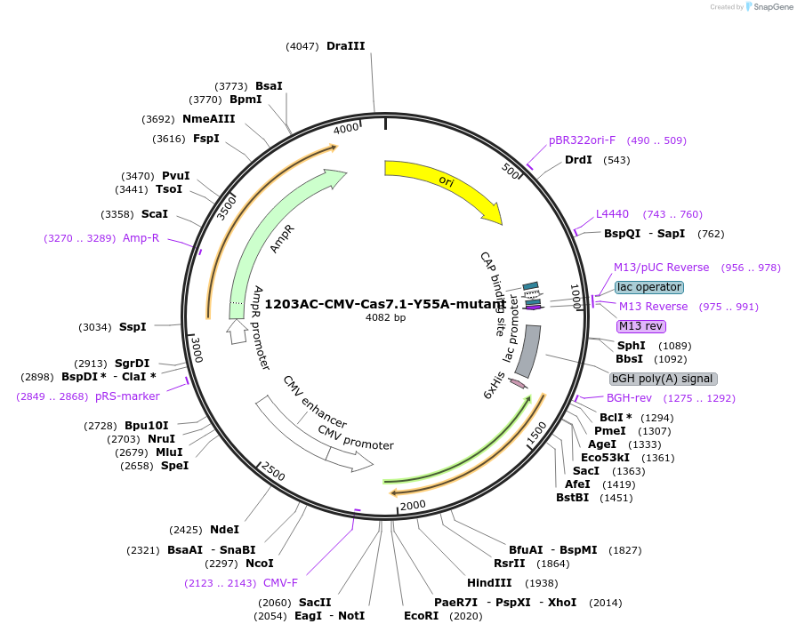 221542-plasmid-map-sequence-id-437820