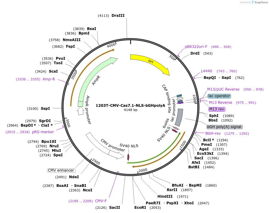 221540-plasmid-map-sequence-id-437823