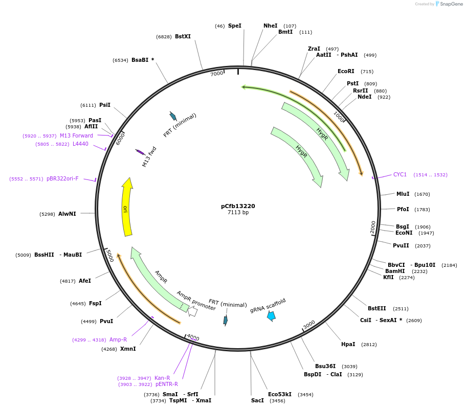 219895-plasmid-map-sequence-id-437825