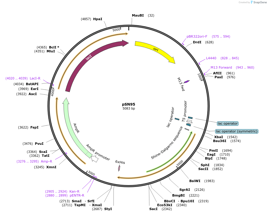 222220-plasmid-map-sequence-id-437832