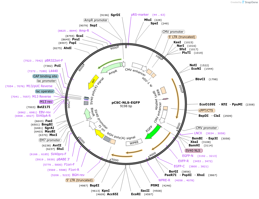 221811-plasmid-map-sequence-id-437844