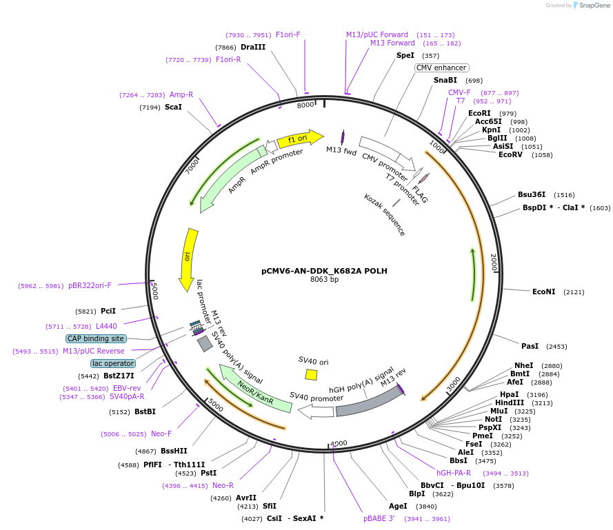 221862-plasmid-map-sequence-id-437846