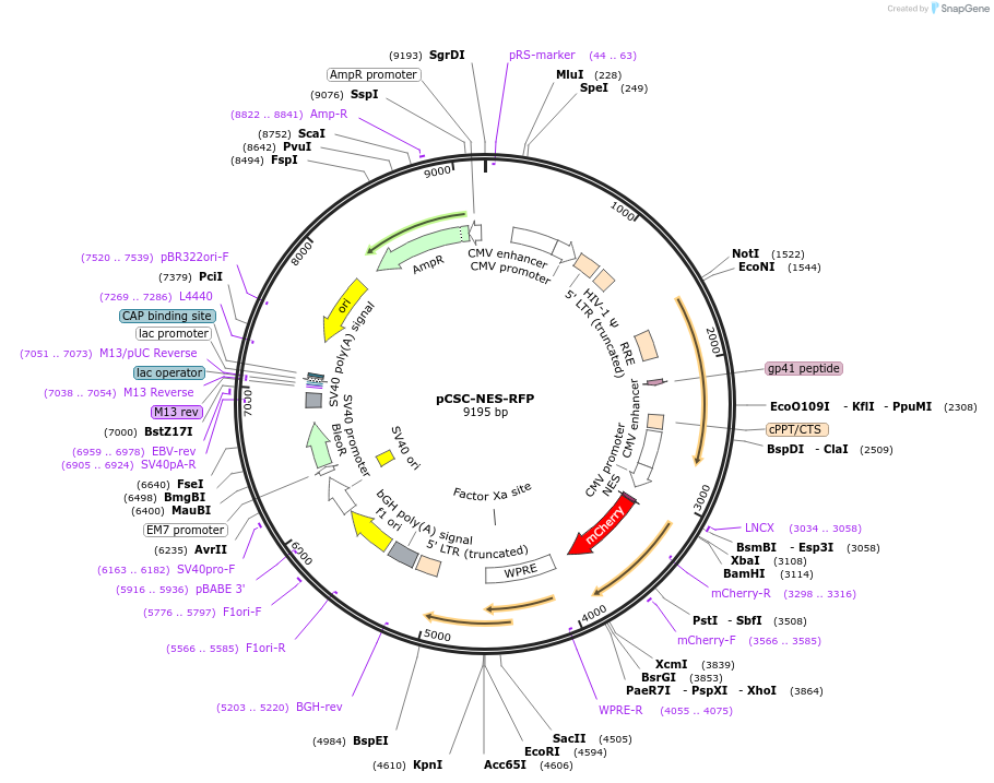 221812-plasmid-map-sequence-id-437848