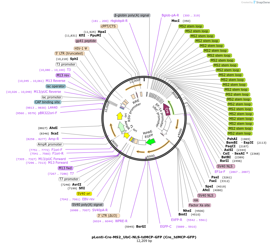 219537-plasmid-map-sequence-id-437869