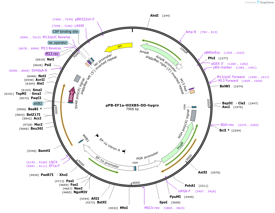 222582-plasmid-map-sequence-id-437872
