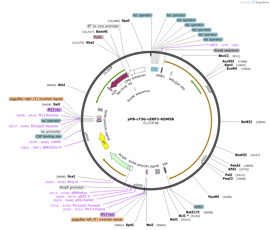 222555-plasmid-map-sequence-id-437874