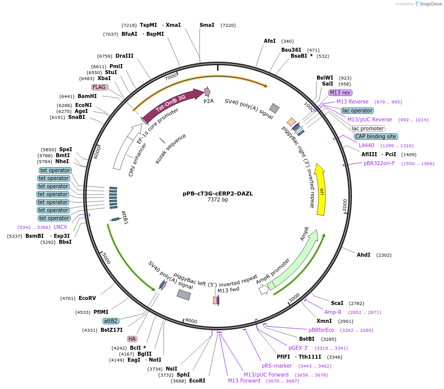 222525-plasmid-map-sequence-id-437875
