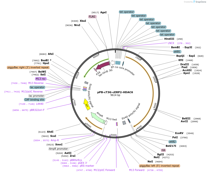 222566-plasmid-map-sequence-id-437876