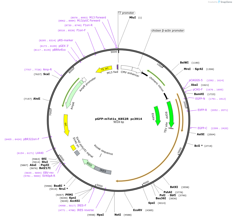 201704-plasmid-map-sequence-id-437879