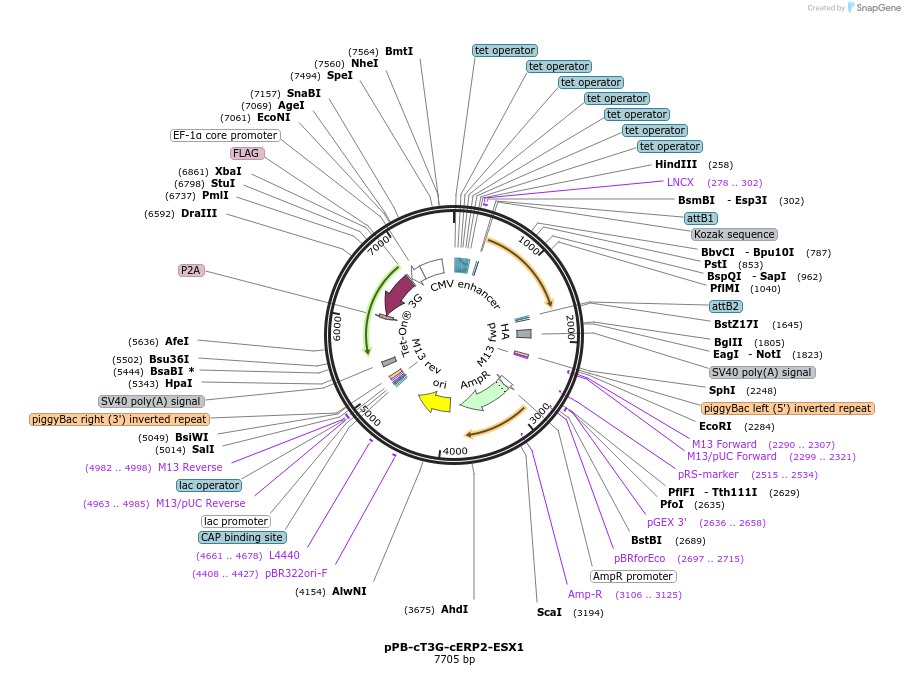 222563-plasmid-map-sequence-id-437882