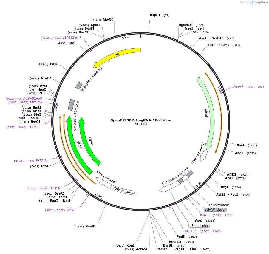 221566-plasmid-map-sequence-id-437904