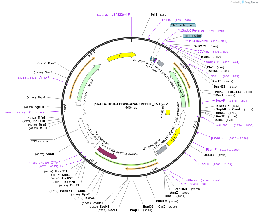 215605-plasmid-map-sequence-id-437917