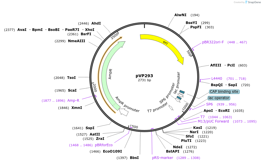 222062-plasmid-map-sequence-id-437925