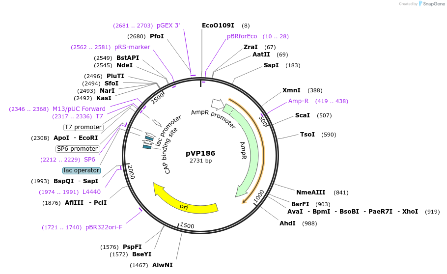 222053-plasmid-map-sequence-id-437930