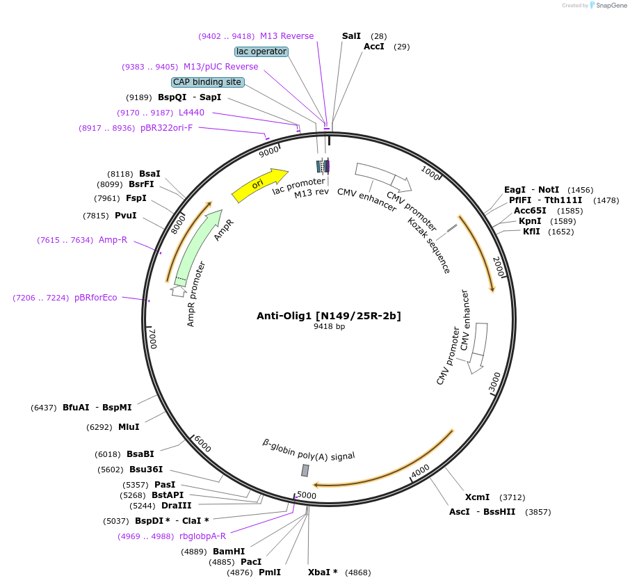 206656-plasmid-map-sequence-id-437965
