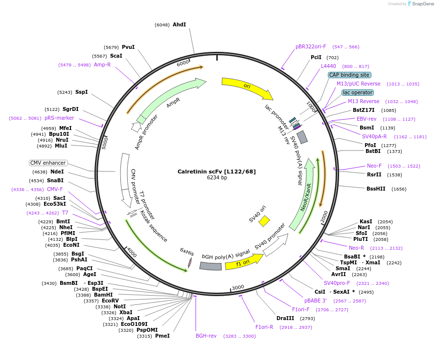 182077-plasmid-map-sequence-id-437977