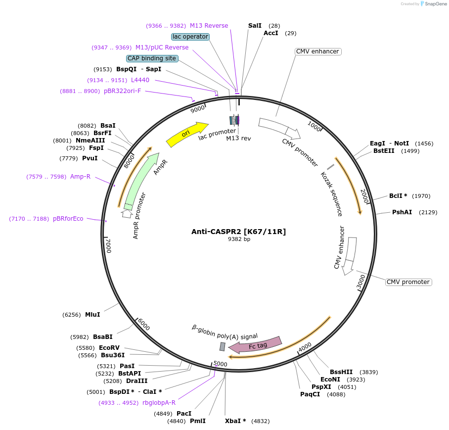 206606-plasmid-map-sequence-id-437987