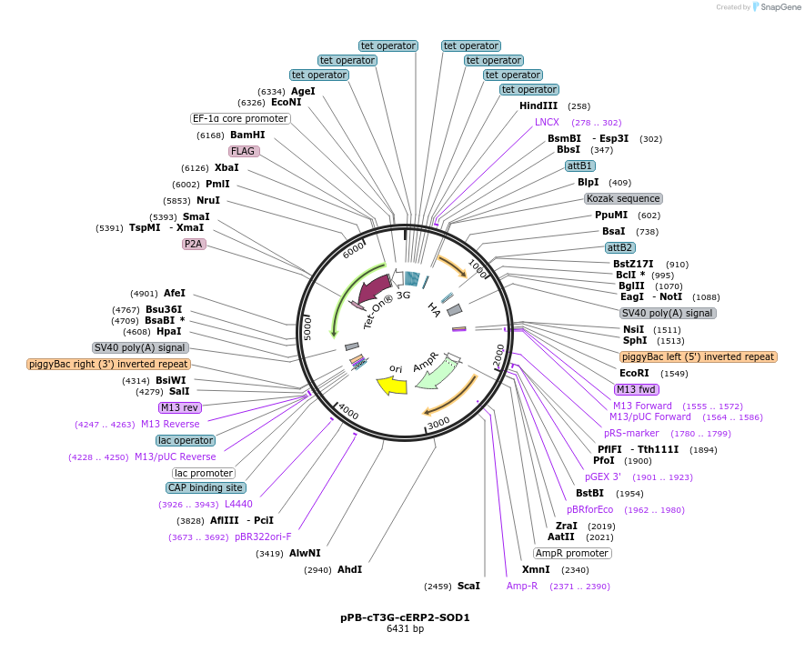 222568-plasmid-map-sequence-id-437992