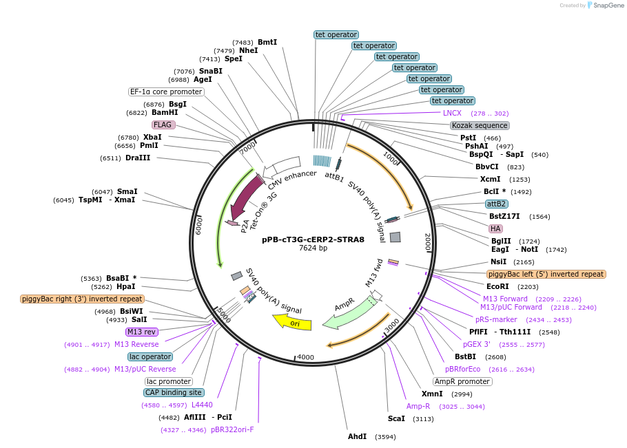 222564-plasmid-map-sequence-id-437995