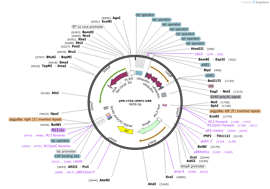 222569-plasmid-map-sequence-id-437996