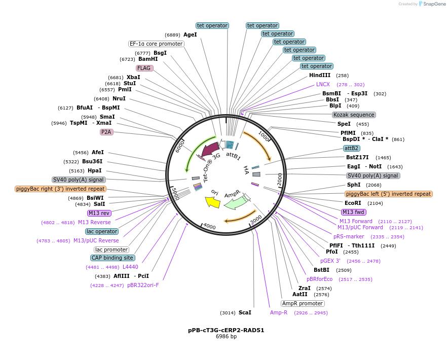 222567-plasmid-map-sequence-id-437997