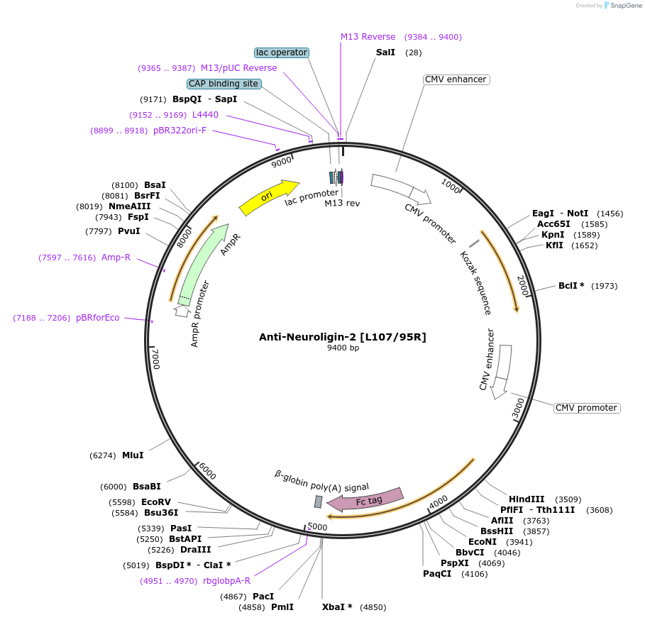 188184-plasmid-map-sequence-id-438000