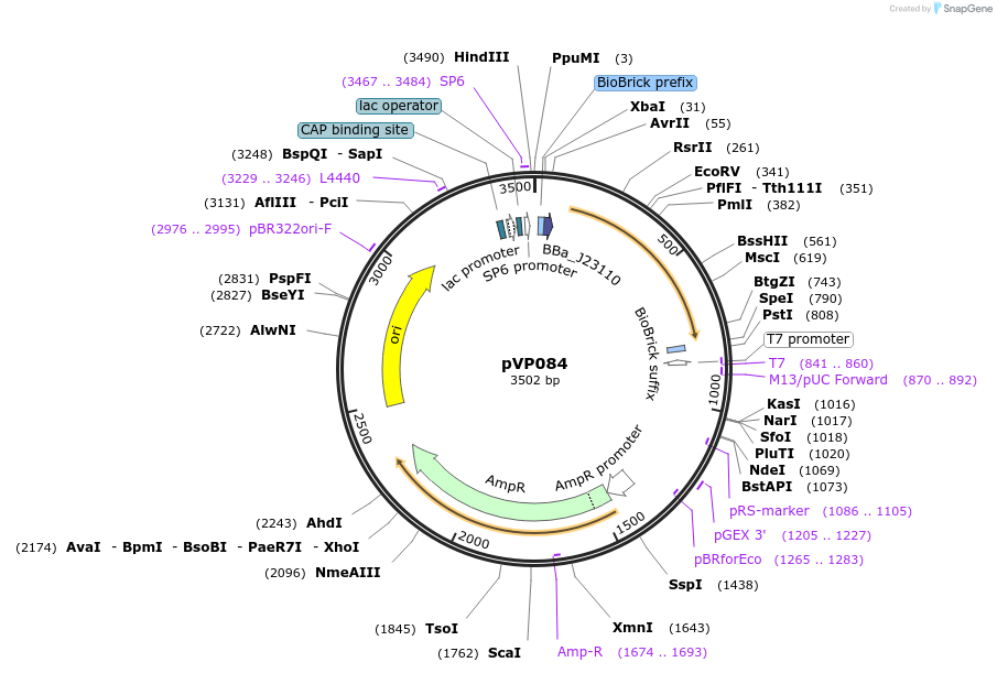 222036-plasmid-map-sequence-id-438016