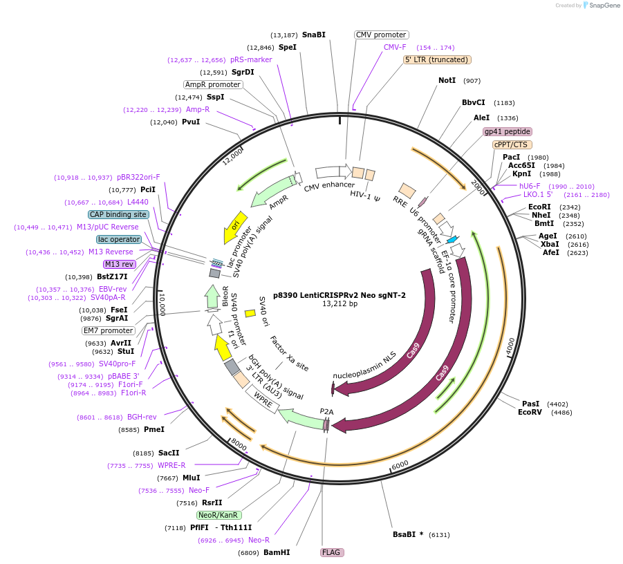 221650-plasmid-map-sequence-id-438021