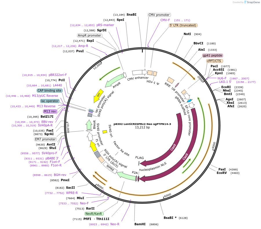 221652-plasmid-map-sequence-id-438022